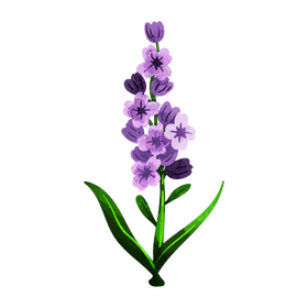 Lavender flower clipart
