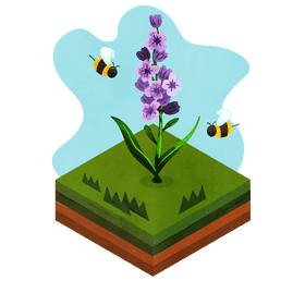 Lavender flower vector