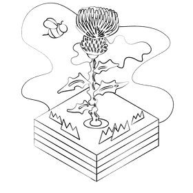 Thistle flower black and white clipart