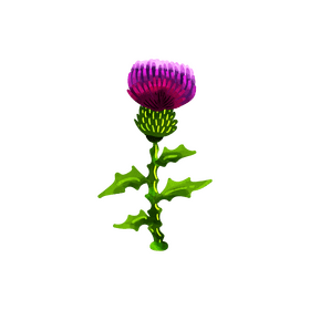 Thistle flower clipart