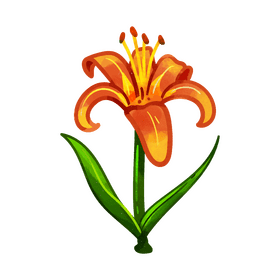 Tiger lily flower clipart