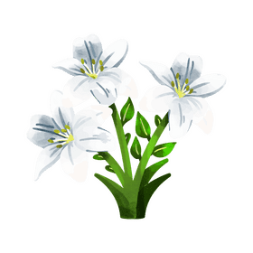 White lily flower clipart