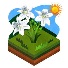 White lily flower vector
