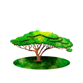 Acacia tree clipart