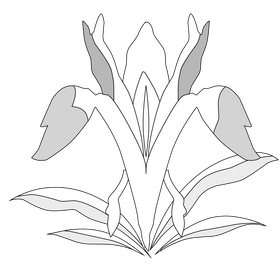 Iris bucharica flower black and white clipart