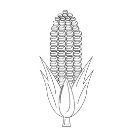 Corn healthy food black and white clipart