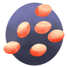 Eggs vector
