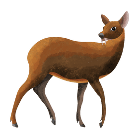 Chinese water deer clipart