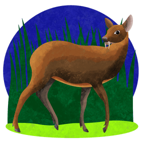 Chinese water deer vector