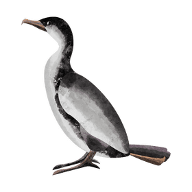 Flightless cormorant clipart