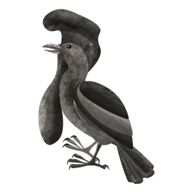 Long wattled umbrella bird clipart