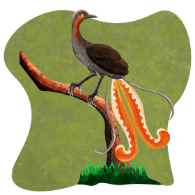 Lyrebird vector
