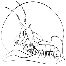 Mantis shrimp black and white clipart