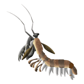 Mantis shrimp clipart