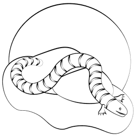 Mexican mole lizard black and white clipart
