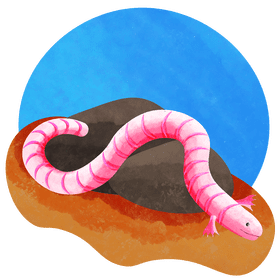 Mexican mole lizard vector