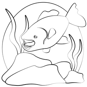 Pacu black and white clipart