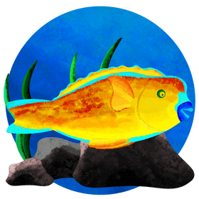 Parrotfish vector