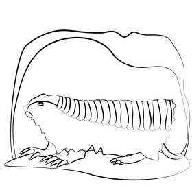 Pink fairy armadillo black and white clipart