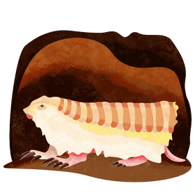 Pink fairy armadillo vector