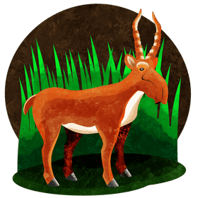 Saiga antelope vector