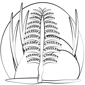 Sea pen black and white clipart