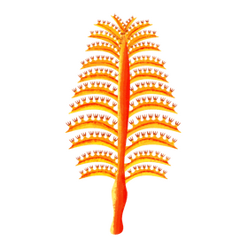Sea pen clipart
