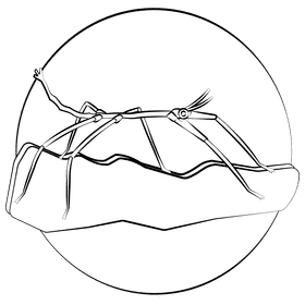 Stick insect black and white clipart