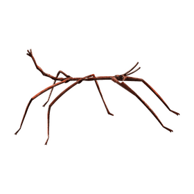 Stick insect clipart