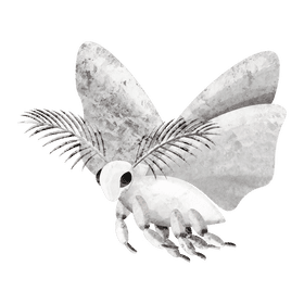 Venezuelian poodle moth clipart
