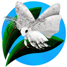 Venezuelian poodle moth vector