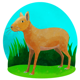 Argentinian patagonian mara vector