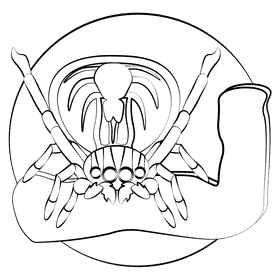Australian peacock spider black and white clipart