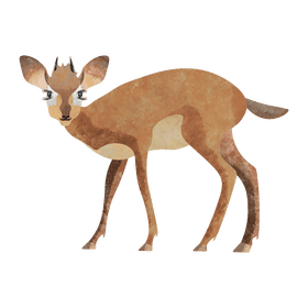 Dik dik deer clipart