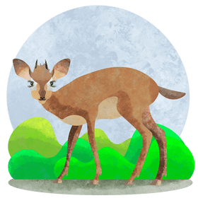 Dik dik deer vector