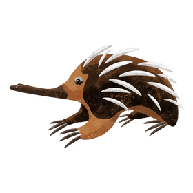 Echidna clipart