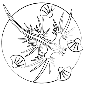 Glaucus atlanticus black and white clipart