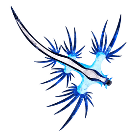 Glaucus atlanticus clipart