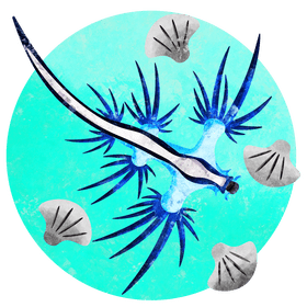 Glaucus atlanticus vector