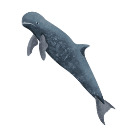 Irrawaddy dolphin clipart