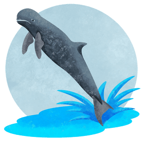 Irrawaddy dolphin vector