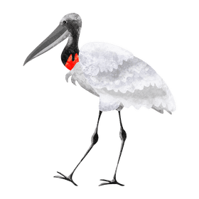 Jabiru clipart