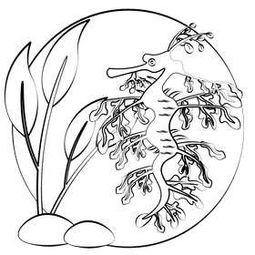 Leafy seadragon black and white clipart
