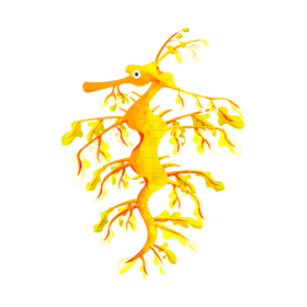 Leafy seadragon clipart