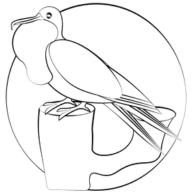 Magnificent frigatebird black and white clipart