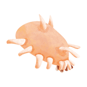 Sea pig clipart