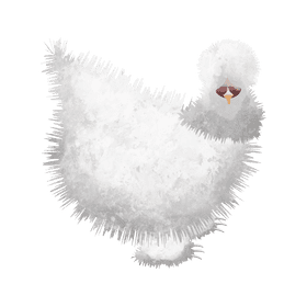 Silkie chicken clipart