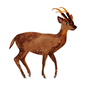 Southern red muntjac clipart