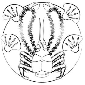 Yeti crab black and white clipart