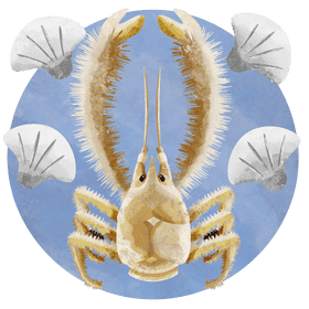 Yeti crab vector